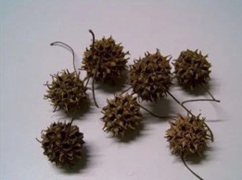 Liquidambar (Amberbaum) Naturel ±150 gr.