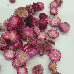 Helichrysumkoppen donker roze±100 gr.